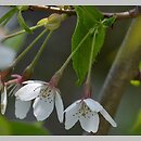 Prunus ×yedoensis (wiśnia jedoeńska)