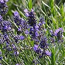 Lavandula (lawenda)