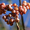 Sorbus aucuparia Pink Veil