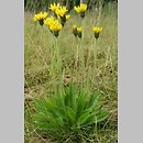 Hieracium vapenicanum (jastrzębiec wapiennicki)