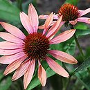 Echinacea Sunset