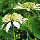 Echinacea Meringue