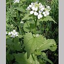 Alliaria petiolata (czosnaczek pospolity)