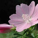 Malva alcea (ślaz zygmarek)