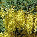 Laburnum (złotokap)