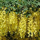 Laburnum anagyroides (złotokap pospolity)