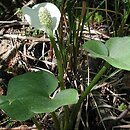 Araceae (obrazkowate)