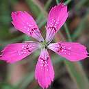 Dianthus deltoides (goździk kropkowany)