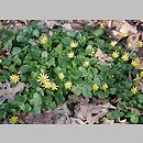 Ranunculus liscie niepodzielone (jaskry o liściach niepodzielonych)