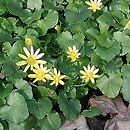 Ficaria verna (ziarnopłon wiosenny)