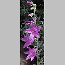 Campanula rapunculoides (dzwonek jednostronny)