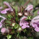 Ballota nigra (mierznica czarna)