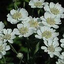 Achillea ptarmica (krwawnik kichawiec)
