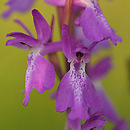 Orchis palustris (storczyk błotny)