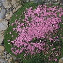 Silene acaulis (lepnica bezłodygowa)