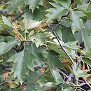 Sorbus torminalis (jarząb brekinia)