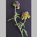 Medicago ×varia (lucerna pośrednia)