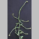 Sisymbrium officinale (stulisz lekarski)