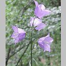 Campanula persicifolia (dzwonek brzoskwiniolistny)