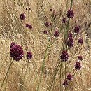 Allium rotundum (czosnek kulisty)