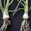 Ranunculus bulbosus (jaskier bulwkowy)