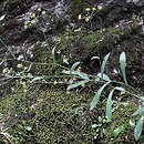 Bupleurum (przewiercień)