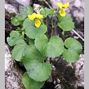 Viola biflora (fiołek dwukwiatowy)