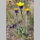Hieracium alpinum s.str. (jastrzębiec alpejski  s.str.)