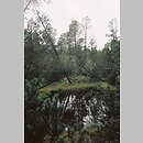 Pinus rotundata (sosna błotna)