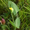 Lathyrus aphaca (groszek bezlistny)