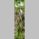 Polygala oxyptera (krzyżownica ostroskrzydełkowa)