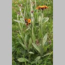 Senecio aurantiacus (starzec pomarańczowy)