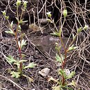 Saxifraga tridactylites (skalnica trójpalczasta)