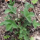 Potentilla micrantha (pięciornik drobnokwiatowy)
