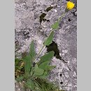 Hieracium pilosum