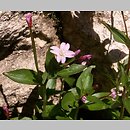 Epilobium alsinifolium (wierzbownica mokrzycowa)