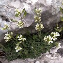 Draba dubia (głodek mroźny)