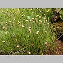 Juncus triglumis (sit trójłuskowy)