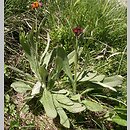 Senecio capitatus (starzec główkowaty)