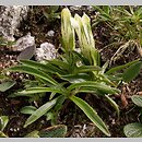 Gentiana frigida (goryczka przeźroczysta)