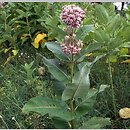Asclepias syriaca (trojeść amerykańska)