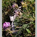 Oxytropis halleri (ostrołódka Hallera)