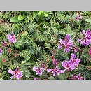 Oxytropis carpatica (ostrołódka karpacka)