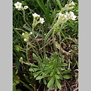 Androsace obtusifolia (naradka tępolistna)