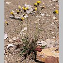 Hieracium rohacsense (jastrzębiec rohacki)