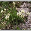 Oxytropis campestris (ostrołódka polna)