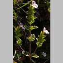 Euphrasia picta (świetlik nadobny)