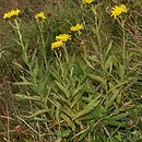 Hieracium umbellatum (jastrzębiec baldaszkowaty)