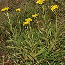 Hieracium (jastrzębiec)