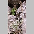 Artemisia eriantha (bylica skalna)